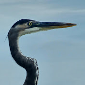 Profile Picture of Dave Martinez (@dmarti05) on Youtube