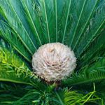 Profile Picture of ساری-گلخانه سیکاس (@golkhane_cycas) on Instagram