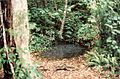 Profile Picture of Spicers Gap Road Conservation Parkon Wikipedia
