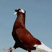 Manku Pigeon - Youtube Profile Picture of  Manku Pigeon (@MankuRajput-cv7ld) on Youtube