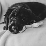 Profile Picture of Ruby Boyle (@a.pup.named.ruby) on Instagram