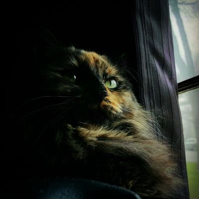 Profile Picture of Hazel Fluffypants (@hazelfluffy) on Twitter