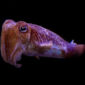 Profile Picture of Dennis Patrick (@dennispatrick7294) on Youtube