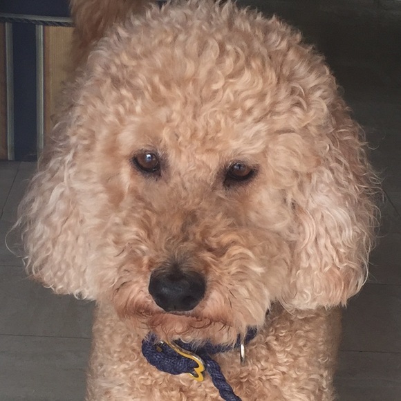 Profile Picture of Lisette Sanchez (@androlas) on Poshmark