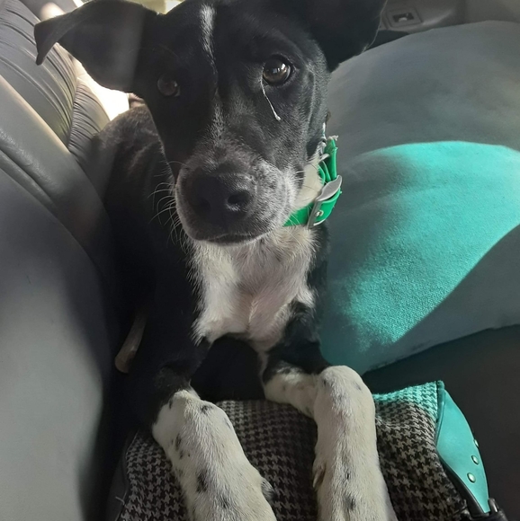 Profile Picture of Dave Wilmott (@drwilmott) on Poshmark