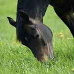 Profile Picture of Team Isaac Van Vlijmen 🌟 (@teamisaacvanvlijmen) on Instagram