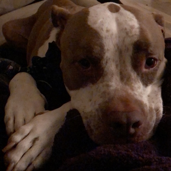 Profile Picture of Kim Sipes (@kimmayye) on Poshmark