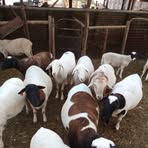 Profile Picture of Deon Skolla Scholtz (@wilhelm.posthumus.9) on Facebook