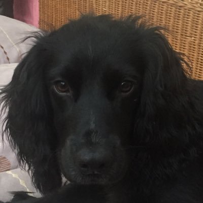 Profile Picture of Grace Marrero-Allen (@al1_grace) on Twitter