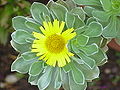 Profile Picture of Asteriscus (plant)on Wikipedia