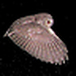 Profile Picture of tanagert1 (@tanagert1) on Flickr