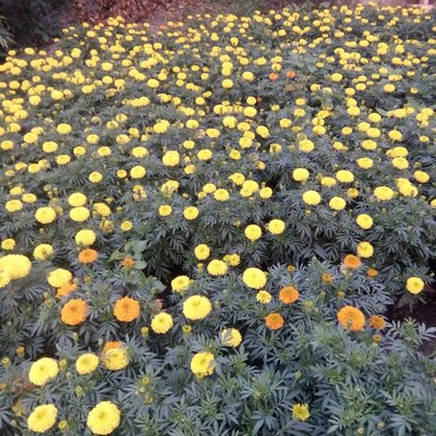 Profile Picture of Trần Thị Vui (@TrnThVui1) on Twitter