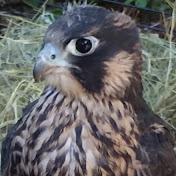 Profile Picture of Heather Feather (@heatherfeather6315) on Youtube