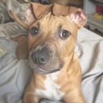 Profile Picture of Doc Holliday (@docpitboss) on Instagram