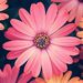 Profile Picture of Joanne Mainville (@joannemainville) on Pinterest
