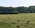 Profile Picture of Debdale Meadow, Mustonon Wikipedia