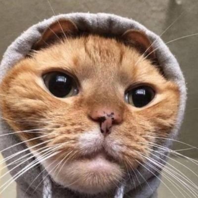 Cindi Franco - Twitter Profile Picture of Cindi Franco (@Cindifranco__) on Twitter