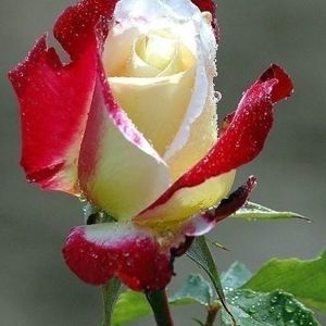 Profile Picture of Dianna Thomas (@1dianna1) on Myspace