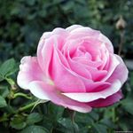 Profile Picture of Laida Perurena (@laidaperu) on Instagram