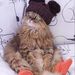 Profile Picture of Cynthia Cheney (@ccheney0056) on Pinterest