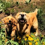 Profile Picture of Calvin & Feynman (@calvinandfeynman) on Instagram