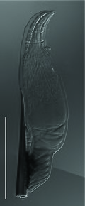 Profile Picture of Herpomyceson Wikipedia