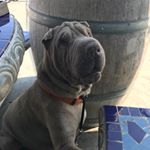 Profile Picture of Franklin Sinatra Shar Pei (@sinatra_the_sharpei) on Instagram