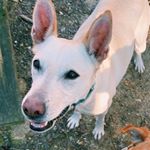 Profile Photo of Nellie The Shepherd Mix (@nelliedharris) on Instagram