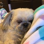 Profile Picture of Cleo Lopez (@itscleotheshihtzu) on Instagram