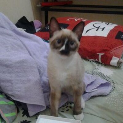 Lucas Cesar Alcala Z - Twitter Profile Picture of Lucas Cesar Alcala Z (@lucascesar1034) on Twitter