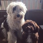 Profile Picture of Luna & Edward (@labradoodleluna_edward) on Instagram