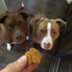 Profile Picture of Jaime Messina-Kaia & Dexter’s (@bullymommax2) on Instagram