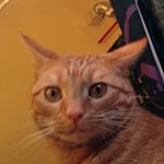 Profile Picture of Кошка МАРИША хорошенькая такая (@marisha_pipisha) on Instagram