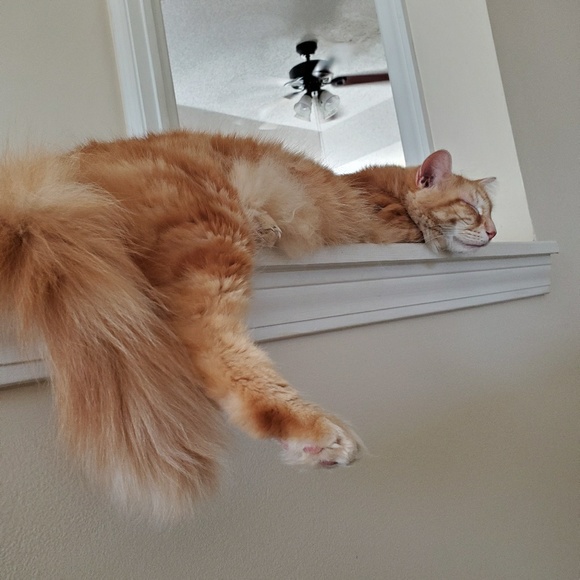 Profile Picture of Jeanine Hughes (@nikkihugh) on Poshmark