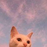 Profile Picture of Châu Trần (@zena.chew) on Instagram