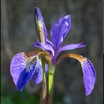 Profile Picture of Iris Blauman (@Iris-Blauman) on Facebook