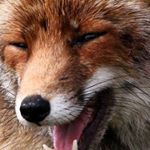 Profile Picture of Mr Fox (@greg_snyder) on Instagram