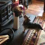 Profile Picture of Michael McLernon (@mick_mclernon) on Instagram