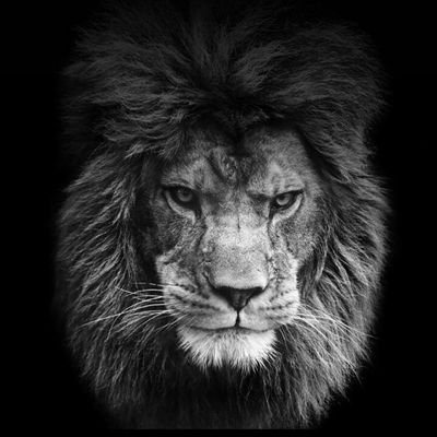 Profile Picture of Dino Dazdarevic (@DinoDazdarevic) on Twitter