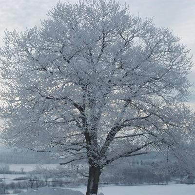 Profile Picture of Lisa Otis (@lcuter) on Twitter