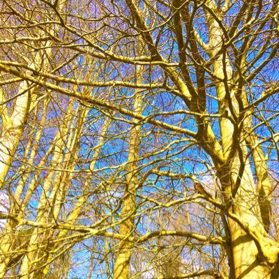 Profile Picture of Cymro.celt (@WalesMarc) on Twitter