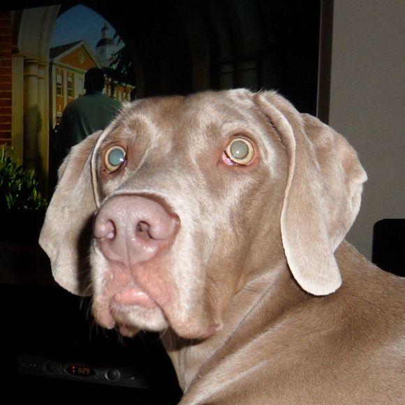 Profile Picture of Jessica Plukas (@jessplukas) on Poshmark