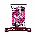 Profile Picture of super quality bettas (@super_quality_bettas) on Instagram