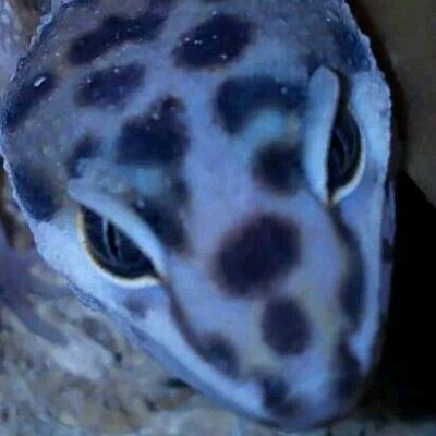 Profile Picture of Brandon Mcfarlane (@brandon65268) on Twitter