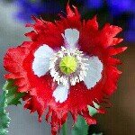 Profile Picture of Jean-Paul Friant (@swisspoya) on Instagram