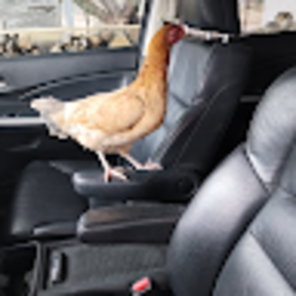 Marie Harrigill - Poshmark Profile Picture of Marie Harrigill (@marieharrigill) on Poshmark