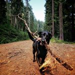 Profile Picture of Charlie McGee (@doggiemcgee) on Instagram