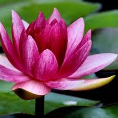 Profile Picture of Daniel Montagna (@daniel4679x) on Twitter