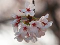 Profile Picture of Prunus × nudiflora - Wikipediaon Wikipedia