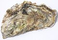 Profile Picture of Oyster - Wikipediaon Wikipedia